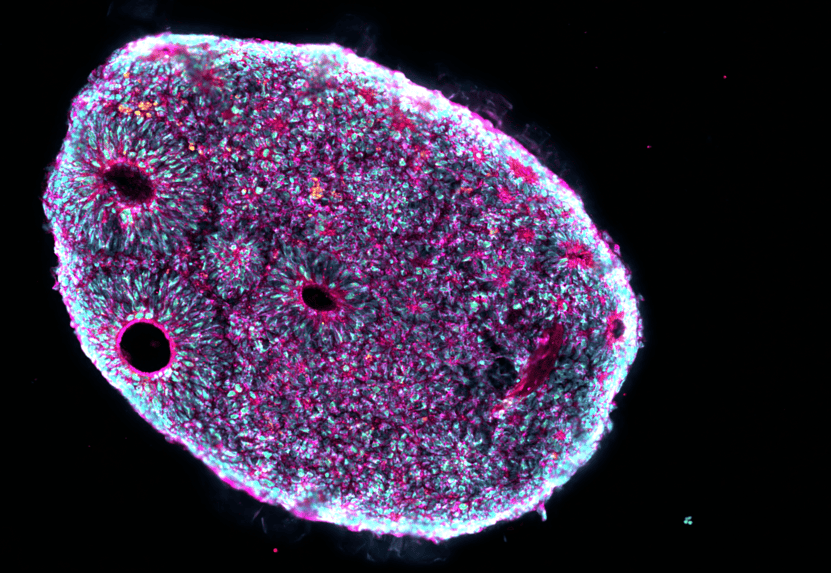 project field cedric boeckx